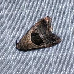 Tripudia rectangula