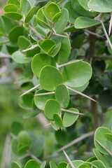 Dovyalis rotundifolia