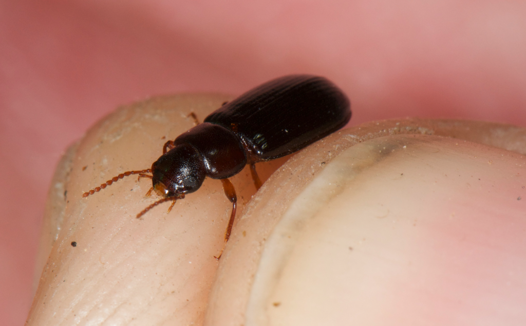 Doliodesmus