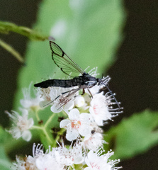 Synanthedon pictipes