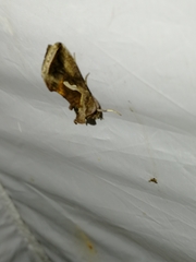 Macdunnoughia confusa