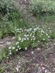 Leucantheminae