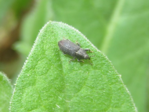 Stem Miner Weevil, Scheveningen, Den Haag, Nederland, photo 8 of 10