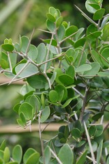 Dovyalis rotundifolia