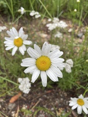 Leucantheminae