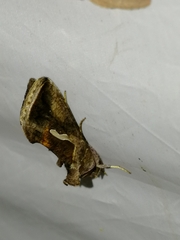 Macdunnoughia confusa