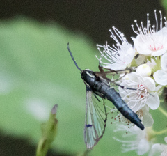 Synanthedon pictipes