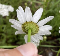 Leucantheminae