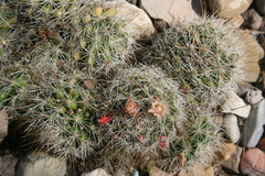 Mammillaria marcosii