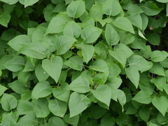 Syringa vulgaris