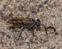 Tachysphex terminatus