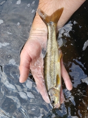 Ptychocheilus umpquae