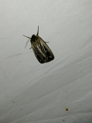 Mythimna velutina