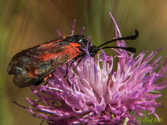 Zygaena nevadensis
