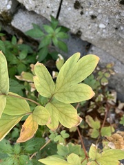 Lamprocapnos spectabilis
