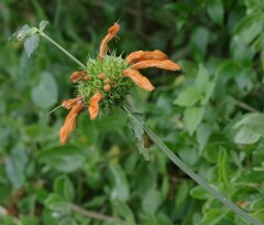 Leonotis ocymifolia