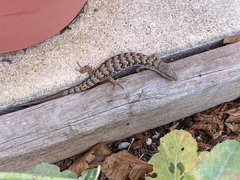 Elgaria multicarinata webbii