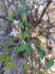 Yeatesia platystegia