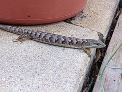 Elgaria multicarinata webbii