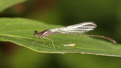 Enallagma vesperum