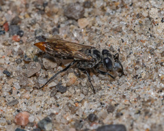 Tachysphex terminatus