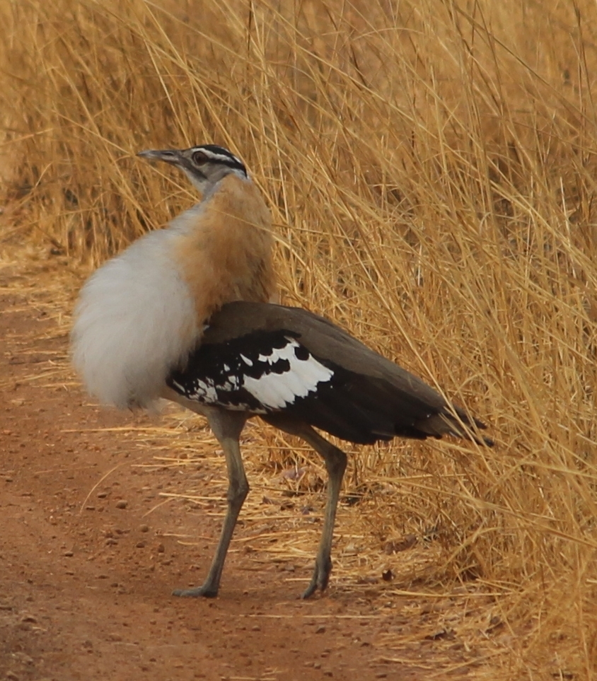 Denham's Bustard (Neotis denhami) · iNaturalist