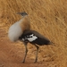 Denham's Bustard - Photo (c) ONG OeBenin, some rights reserved (CC BY-NC), uploaded by ONG OeBenin