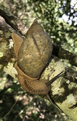 Hemibulimus dennisoni