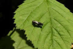 Hylaeus