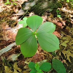 Isotria verticillata
