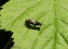 Hylaeus