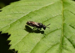 Hylaeus