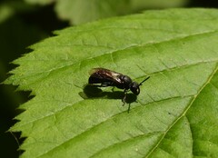 Hylaeus