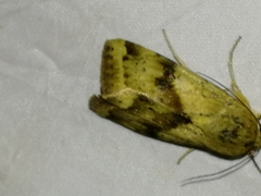 Heliothis adaucta
