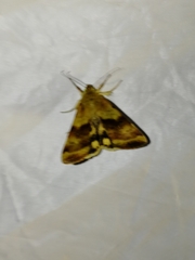 Heliothis adaucta