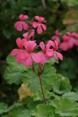 Pelargonium salmoneum