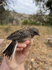 Junco hyemalis thurberi
