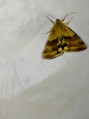 Heliothis adaucta