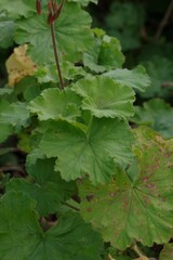 Pelargonium salmoneum