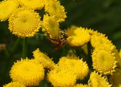 Halictus