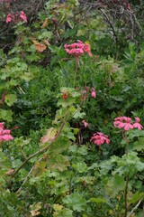 Pelargonium salmoneum