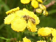 Halictus