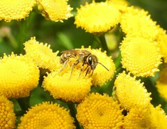 Halictus