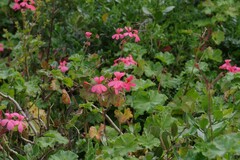 Pelargonium salmoneum