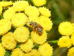 Halictus