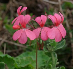 Pelargonium salmoneum