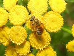 Halictus