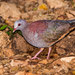 Gray-fronted Quail-Dove - Photo (c) Allan Hopkins, some rights reserved (CC BY-NC-ND)