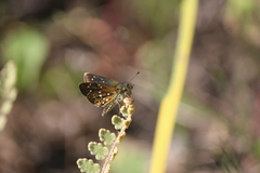 Piruna penaea