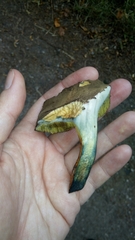 Xerocomellus cisalpinus